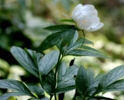 Paeonia Emodi -Plants And Flowers Shop peony emodi 7