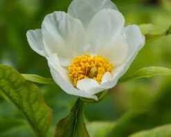 Paeonia Emodi -Plants And Flowers Shop peony emodi 8