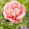 Paeonia 'Etched Salmon'
