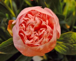 Paeonia 'Etched Salmon' -Plants And Flowers Shop peony etched salmon 2
