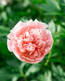 Paeonia 'Etched Salmon' -Plants And Flowers Shop peony etched salmon 3