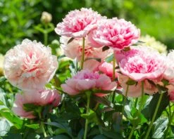 Paeonia 'Etched Salmon' -Plants And Flowers Shop peony etched salmon 5