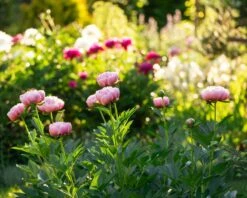 Paeonia 'Etched Salmon' -Plants And Flowers Shop peony etched salmon 6