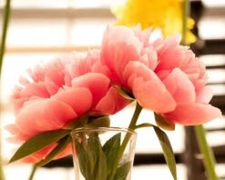 Paeonia 'Etched Salmon' -Plants And Flowers Shop peony etched salmon 7