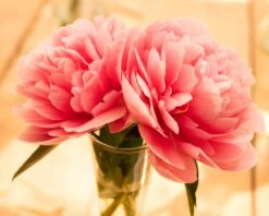 Paeonia 'Etched Salmon' -Plants And Flowers Shop peony etched salmon 8