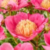 Paeonia 'Flame'