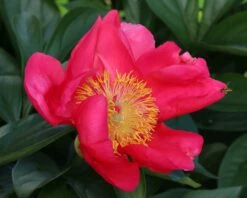 Paeonia 'Flame' -Plants And Flowers Shop peony flame 1