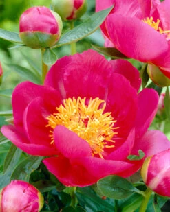 Paeonia 'Flame' -Plants And Flowers Shop peony flame 1 80c41223 df9b 41a9 b902 4452799a233f