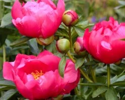 Paeonia 'Flame' -Plants And Flowers Shop peony flame 3