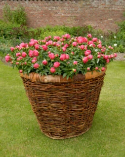 Paeonia 'Flame' -Plants And Flowers Shop peony flame 4