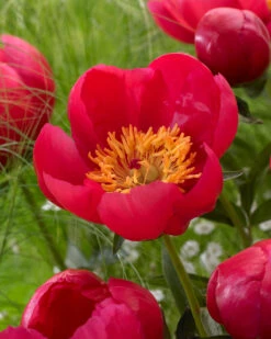 Paeonia 'Flame' -Plants And Flowers Shop peony flame 5