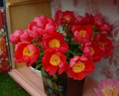 Paeonia 'Flame' -Plants And Flowers Shop peony flame 6