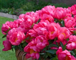 Paeonia 'Flame' -Plants And Flowers Shop peony flame 7