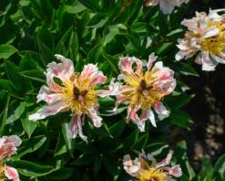 Paeonia 'Green Lotus' -Plants And Flowers Shop peony green lotus 1