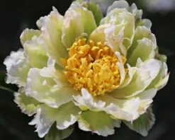 Plants And Flowers Shop -Plants And Flowers Shop peony green lotus 3