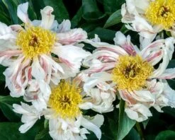 Paeonia 'Green Lotus' -Plants And Flowers Shop peony green lotus 4