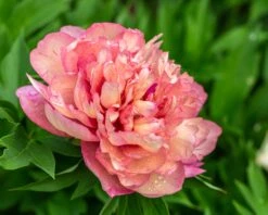 Plants And Flowers Shop -Plants And Flowers Shop peony hillary 1
