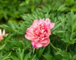 Paeonia 'Hillary' -Plants And Flowers Shop peony hillary 2