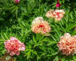 Paeonia 'Hillary' -Plants And Flowers Shop peony hillary 3