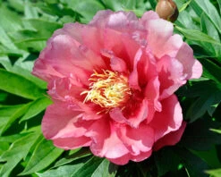 Paeonia 'Hillary' -Plants And Flowers Shop peony hillary 4