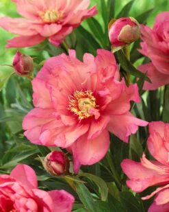 New Products 13 Paeonia 'Hillary'