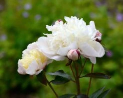 Paeonia 'Immaculée' 7 Paeonia 'Immaculée' -Plants And Flowers Shop peony immaculee 3