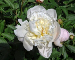 Paeonia 'Immaculée' 8 Paeonia 'Immaculée' -Plants And Flowers Shop peony immaculee 4