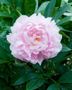 Paeonia 'Immaculée' 9 Paeonia 'Immaculée' -Plants And Flowers Shop peony immaculee 5