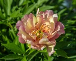 Paeonia 'Julia Rose' -Plants And Flowers Shop peony julia rose 4