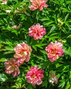 Paeonia 'Julia Rose' -Plants And Flowers Shop peony julia rose 6