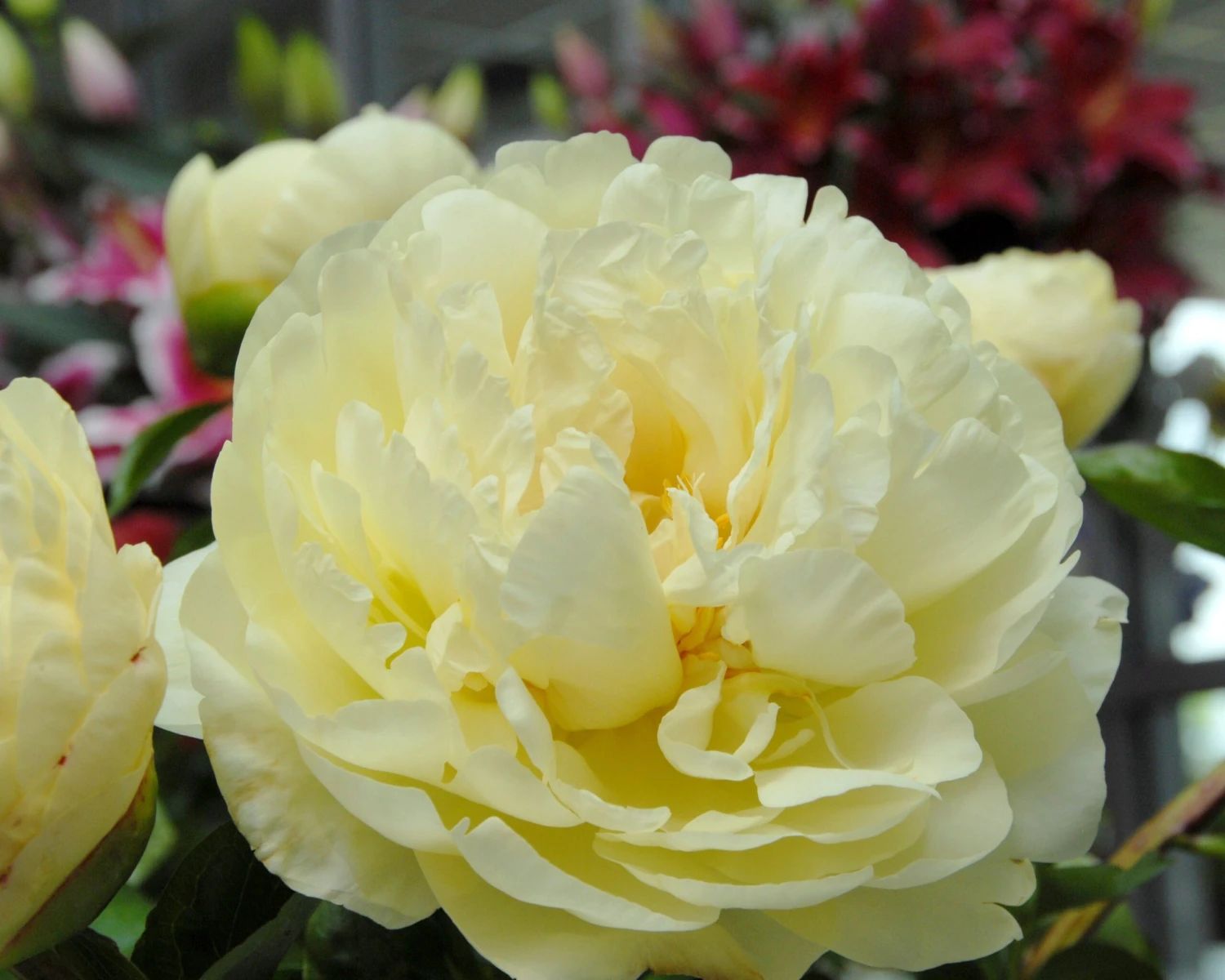 Paeonia 'Lemon Chiffon' 2 Paeonia 'Lemon Chiffon' - Image 2