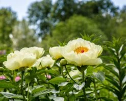 Paeonia 'Lemon Chiffon' 17 Paeonia 'Lemon Chiffon' -Plants And Flowers Shop peony lemon chiffon 10