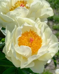 Paeonia 'Lemon Chiffon' 19 Paeonia 'Lemon Chiffon' -Plants And Flowers Shop peony lemon chiffon 11