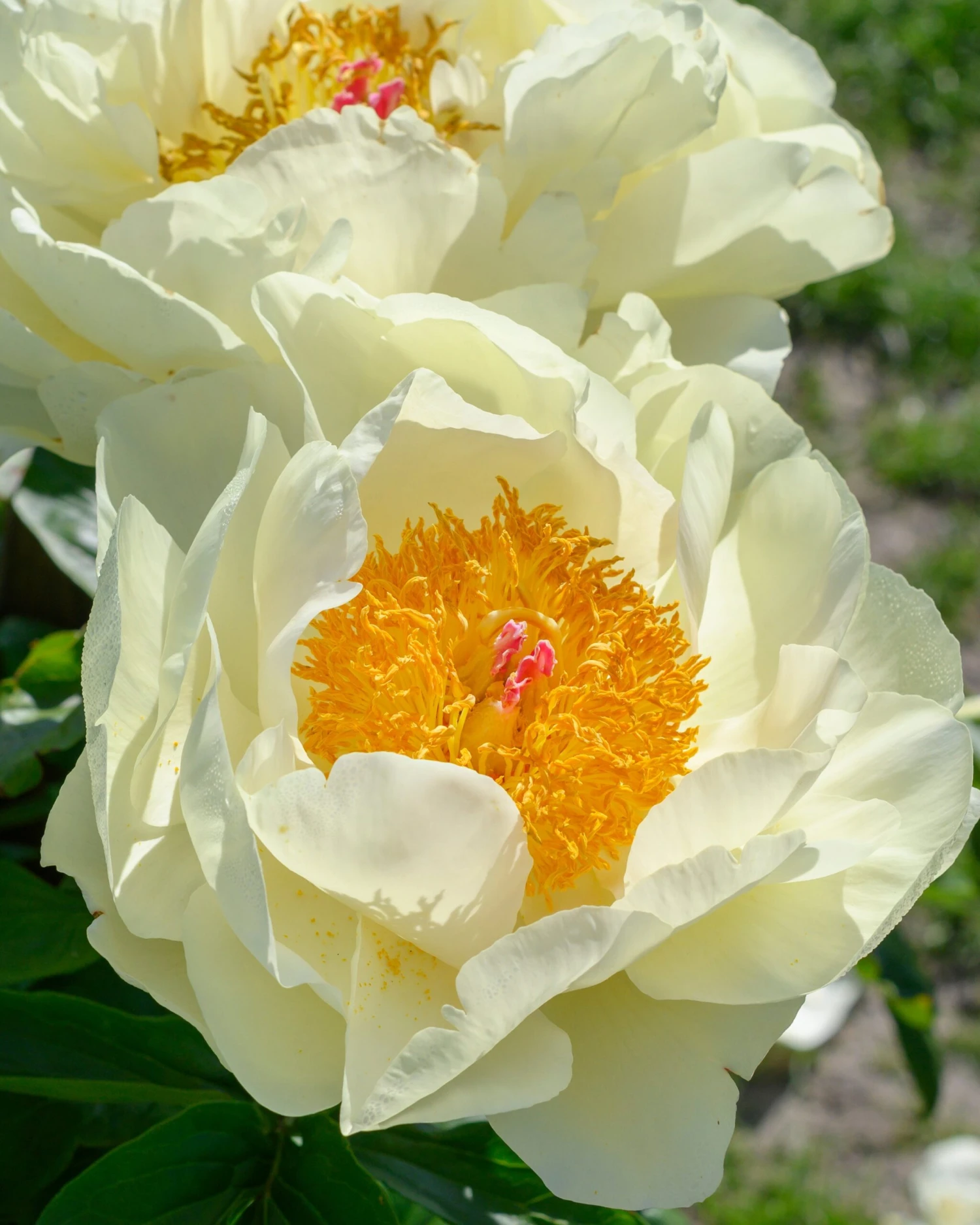 Paeonia 'Lemon Chiffon' 6 Paeonia 'Lemon Chiffon' - Image 6