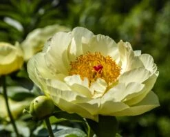 Paeonia 'Lemon Chiffon' 22 Paeonia 'Lemon Chiffon' -Plants And Flowers Shop peony lemon chiffon 12