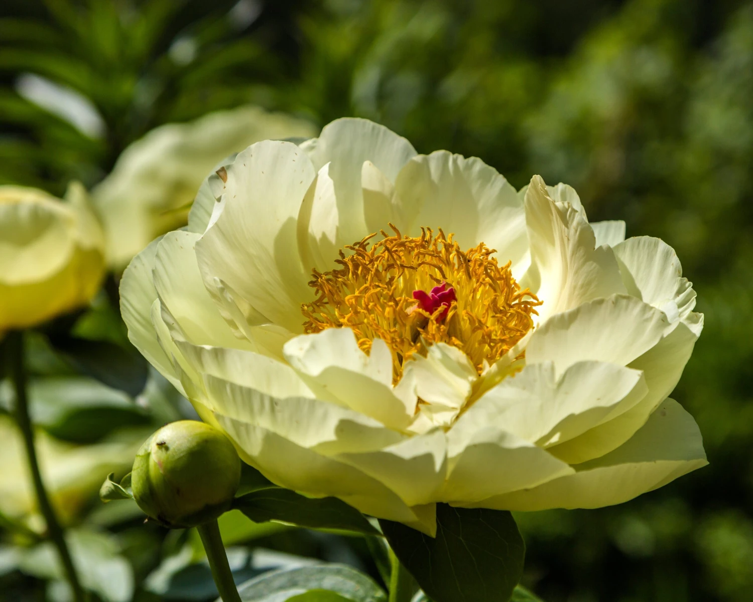 Paeonia 'Lemon Chiffon' 9 Paeonia 'Lemon Chiffon' - Image 9