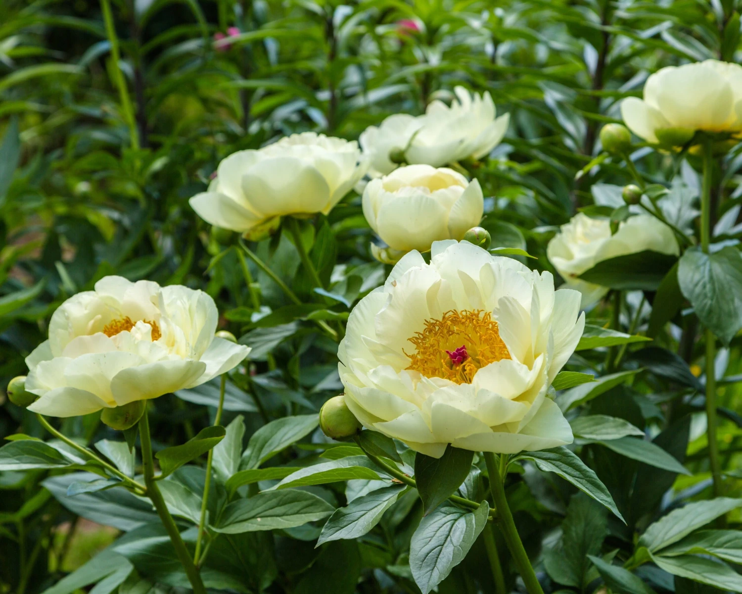 Paeonia 'Lemon Chiffon' 7 Paeonia 'Lemon Chiffon' - Image 7