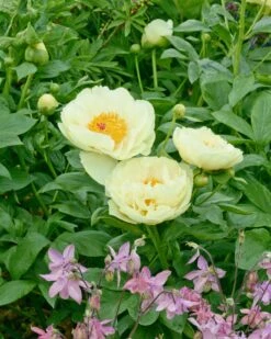 Paeonia 'Lemon Chiffon' 16 Paeonia 'Lemon Chiffon' -Plants And Flowers Shop peony lemon chiffon 14