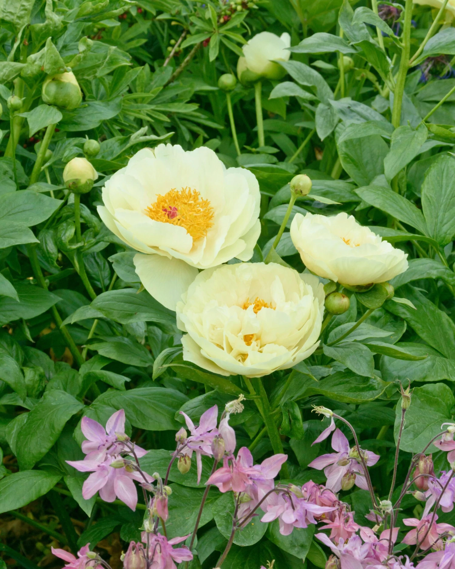 Paeonia 'Lemon Chiffon' 3 Paeonia 'Lemon Chiffon' - Image 3
