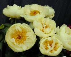 Paeonia 'Lemon Chiffon' 27 Paeonia 'Lemon Chiffon' -Plants And Flowers Shop peony lemon chiffon 2
