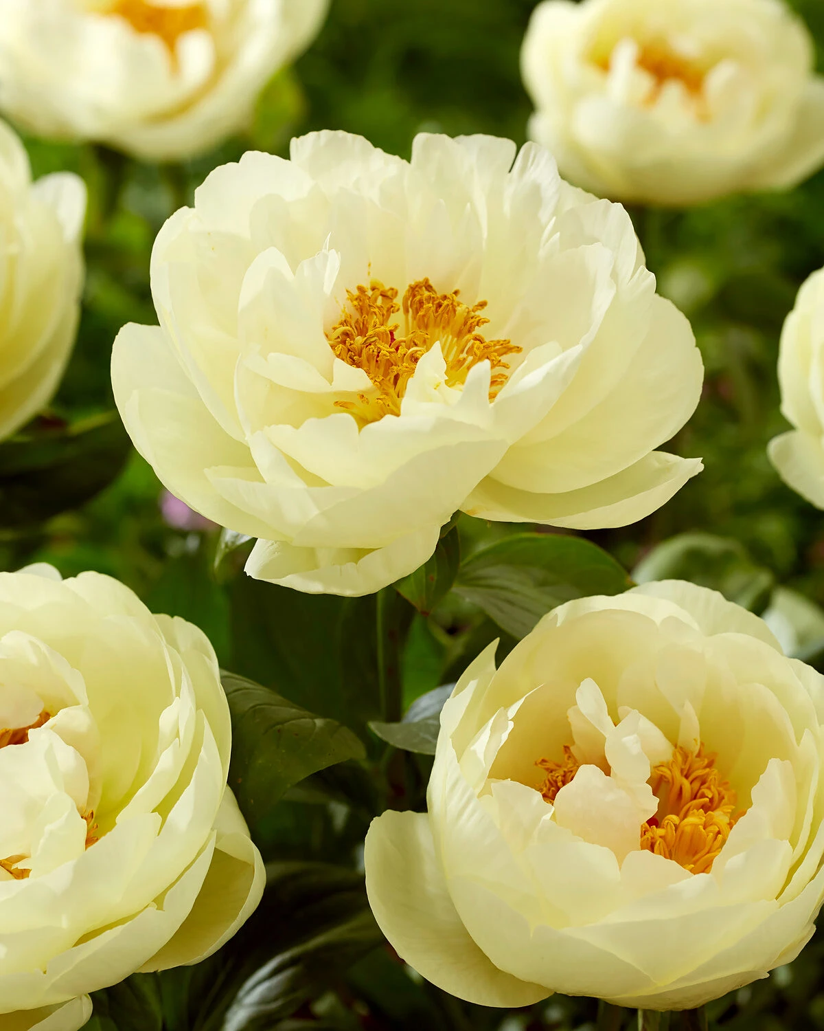 Paeonia 'Lemon Chiffon' 1 Paeonia 'Lemon Chiffon'