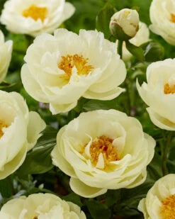 Paeonia 'Lemon Chiffon' 18 Paeonia 'Lemon Chiffon' -Plants And Flowers Shop peony lemon chiffon 4