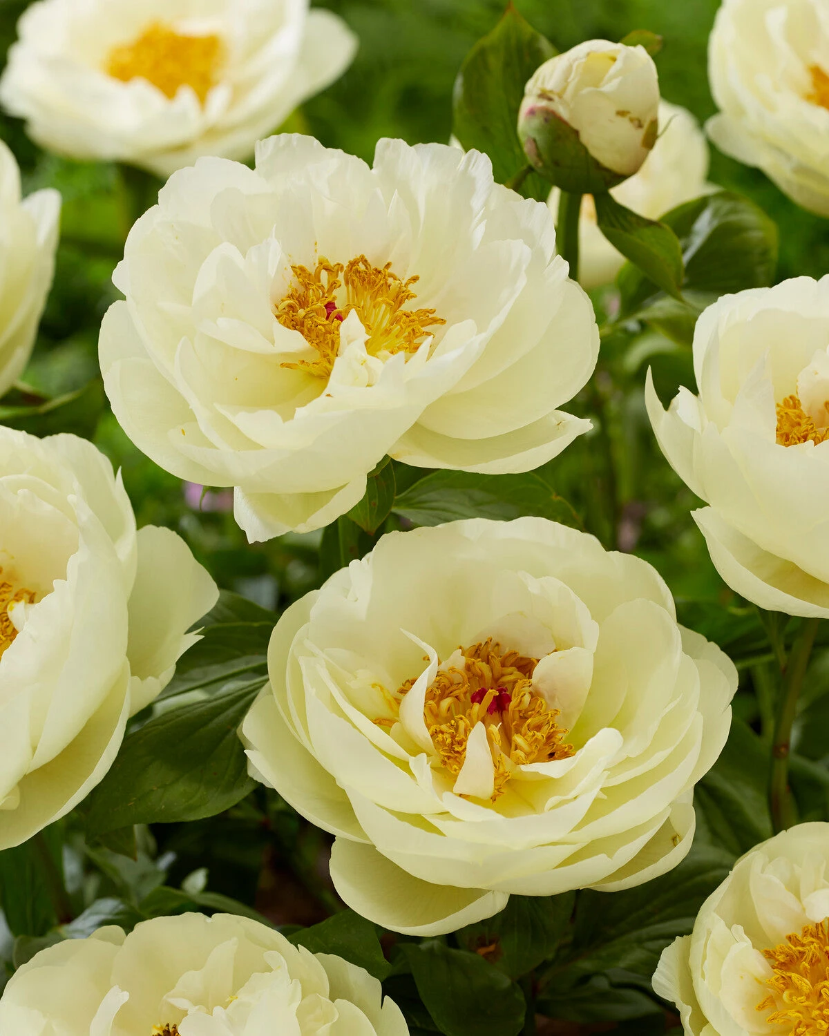 Paeonia 'Lemon Chiffon' 5 Paeonia 'Lemon Chiffon' - Image 5