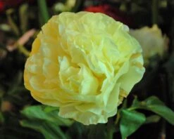 Paeonia 'Lemon Chiffon' 25 Paeonia 'Lemon Chiffon' -Plants And Flowers Shop peony lemon chiffon 5