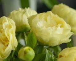 Paeonia 'Lemon Chiffon' 26 Paeonia 'Lemon Chiffon' -Plants And Flowers Shop peony lemon chiffon 6
