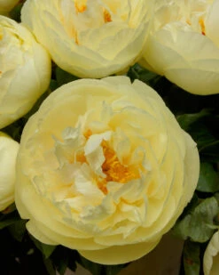 Paeonia 'Lemon Chiffon' 23 Paeonia 'Lemon Chiffon' -Plants And Flowers Shop peony lemon chiffon 7