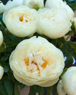Paeonia 'Lemon Chiffon' 24 Paeonia 'Lemon Chiffon' -Plants And Flowers Shop peony lemon chiffon 9
