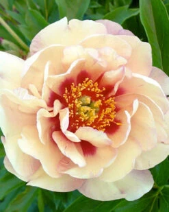 Paeonia 'Magical Mystery Tour'