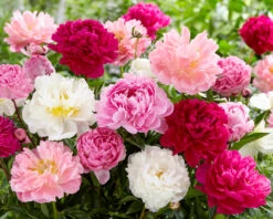 Peony Collection 'Colourburst' 9 Peony Collection 'Colourburst' -Plants And Flowers Shop peony mixed 1