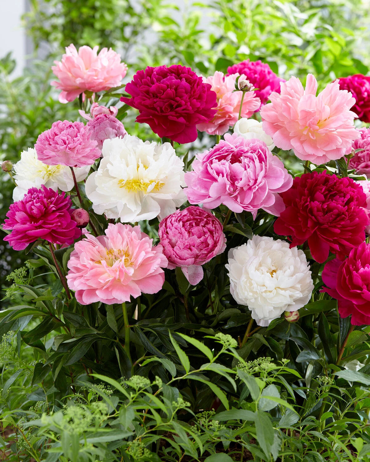 Peony Collection 'Colourburst' 7 Peony Collection 'Colourburst' - Image 7
